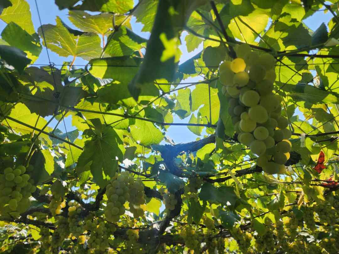 ナイアガラぶどう畑